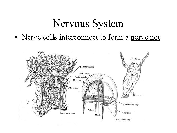 Nervous System • Nerve cells interconnect to form a nerve net 