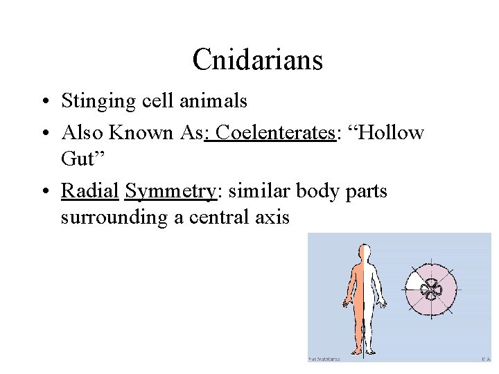 Cnidarians • Stinging cell animals • Also Known As: Coelenterates: “Hollow Gut” • Radial