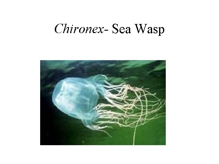 Chironex- Sea Wasp 