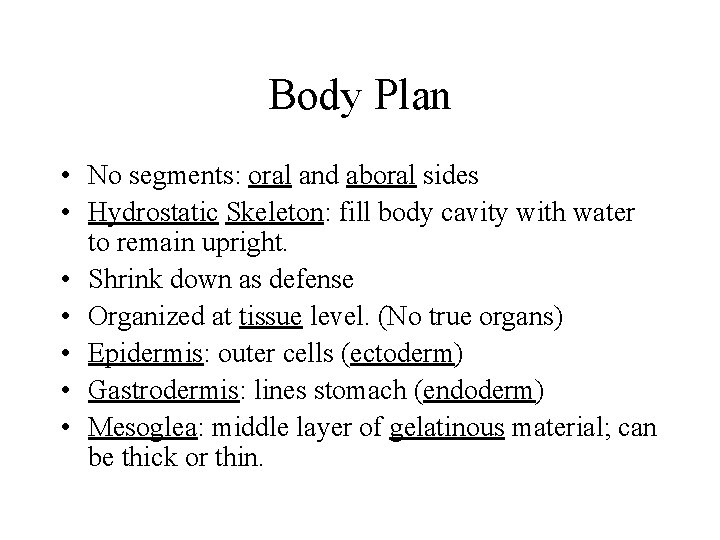 Body Plan • No segments: oral and aboral sides • Hydrostatic Skeleton: fill body