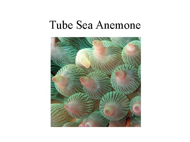 Tube Sea Anemone 