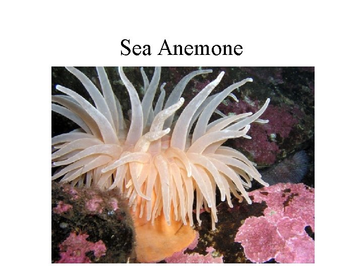 Sea Anemone 