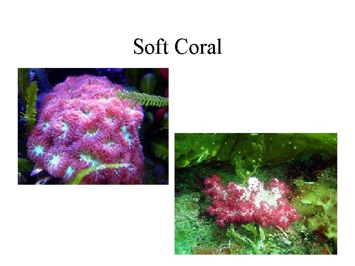 Soft Coral 