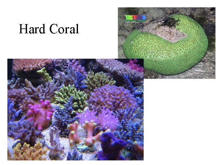 Hard Coral 