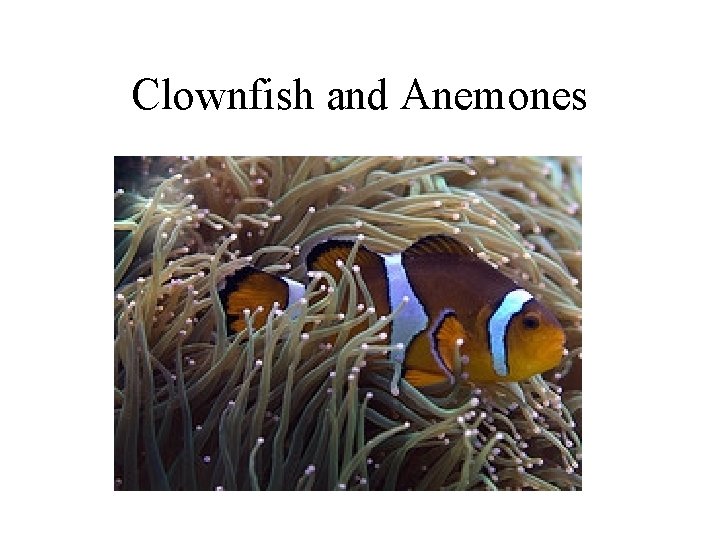 Clownfish and Anemones 