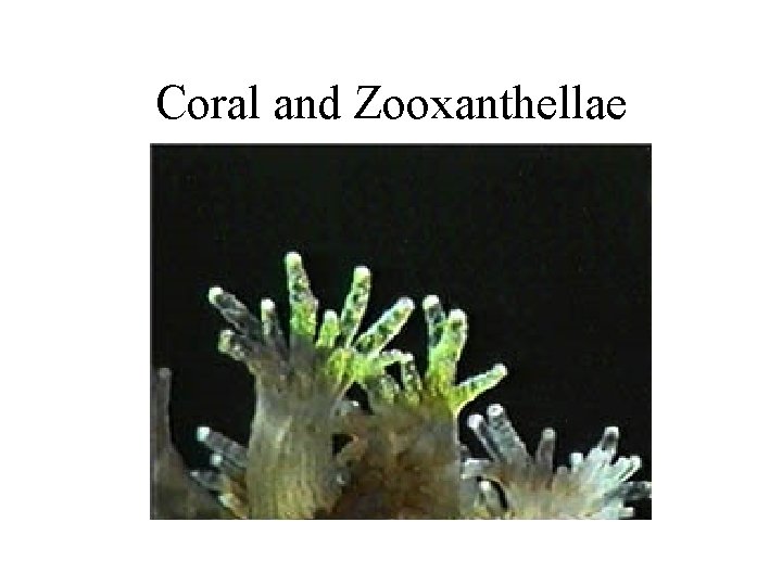 Coral and Zooxanthellae 