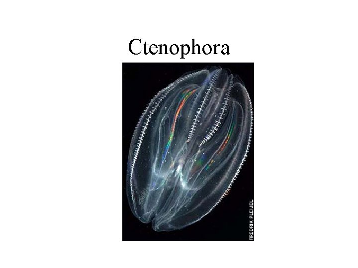 Ctenophora 