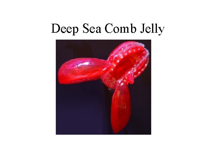 Deep Sea Comb Jelly 