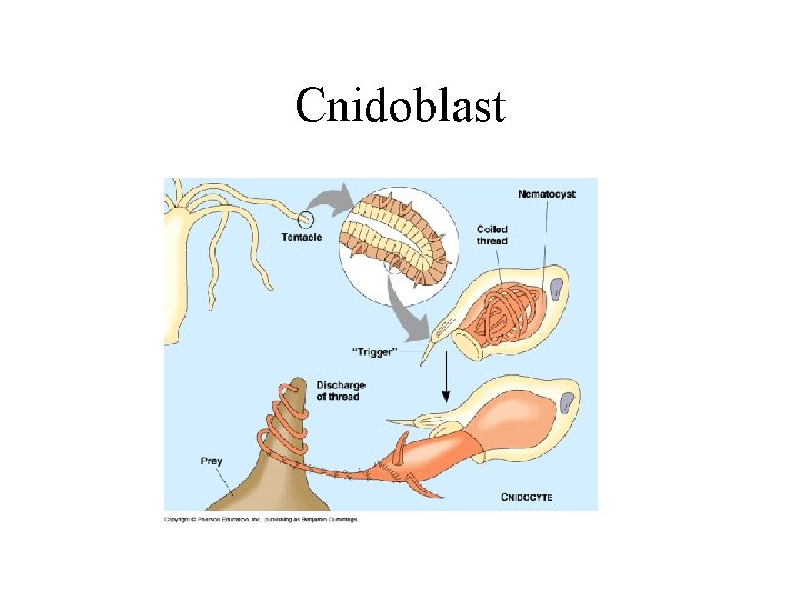 Cnidoblast 