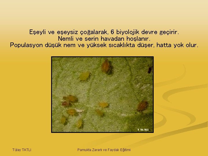 Eşeyli ve eşeysiz çoğalarak, 6 biyolojik devre geçirir. Nemli ve serin havadan hoşlanır. Populasyon