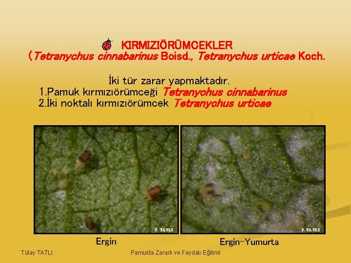 KIRMIZIÖRÜMCEKLER (Tetranychus cinnabarinus Boisd. , Tetranychus urticae Koch. İki tür zarar yapmaktadır. 1. Pamuk