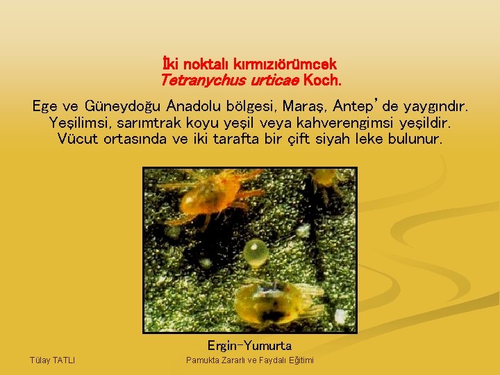 İki noktalı kırmızıörümcek Tetranychus urticae Koch. Ege ve Güneydoğu Anadolu bölgesi, Maraş, Antep’de yaygındır.