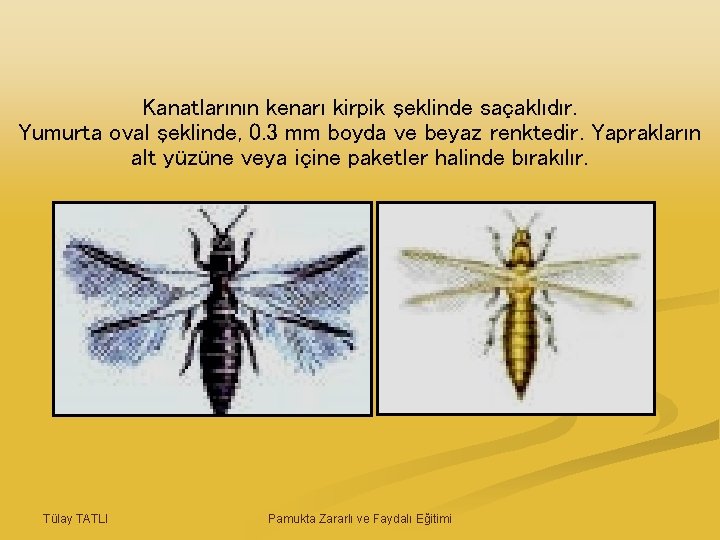 Kanatlarının kenarı kirpik şeklinde saçaklıdır. Yumurta oval şeklinde, 0. 3 mm boyda ve beyaz