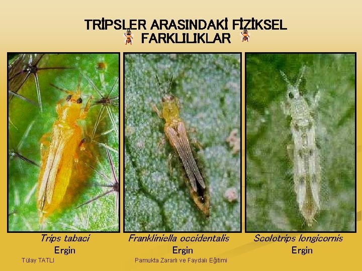 TRİPSLER ARASINDAKİ FİZİKSEL FARKLILIKLAR Trips tabaci Ergin Tülay TATLI Frankliniella occidentalis Ergin Pamukta Zararlı