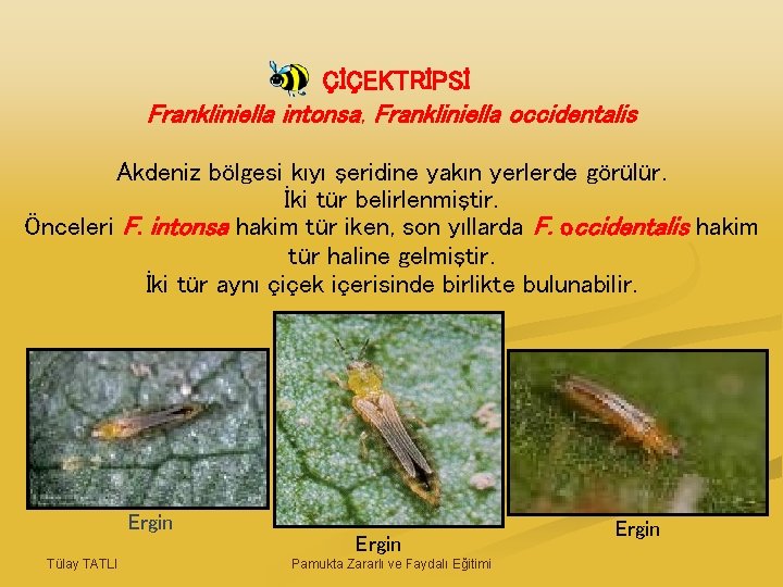 ÇİÇEKTRİPSİ Frankliniella intonsa, Frankliniella occidentalis Akdeniz bölgesi kıyı şeridine yakın yerlerde görülür. İki tür