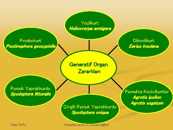 Yeşilkurt Helicoverpa armigera Pembekurt Dikenlikurt Pectinophora gossypiella Earias insulana Generatif Organ Zararlıları Pamuk Yaprakkurdu