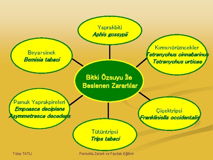 Yaprakbiti Aphis gossypii Kırmızıörümcekler Beyazsinek Tetranychus cinnabarinus Tetranychus urticae Bemisia tabaci Bitki Özsuyu İle