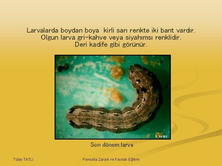 Larvalarda boydan boya kirli sarı renkte iki bant vardır. Olgun larva gri-kahve veya siyahımsı