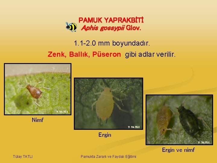 PAMUK YAPRAKBİTİ Aphis gossypii Glov. 1. 1 -2. 0 mm boyundadır. Zenk, Ballık, Püseron