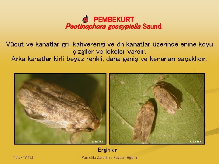 PEMBEKURT Pectinophora gossypiella Saund. Vücut ve kanatlar gri-kahverengi ve ön kanatlar üzerinde enine koyu