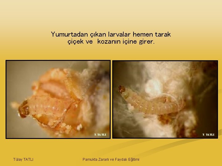Yumurtadan çıkan larvalar hemen tarak çiçek ve kozanın içine girer. T. TATLI Tülay TATLI