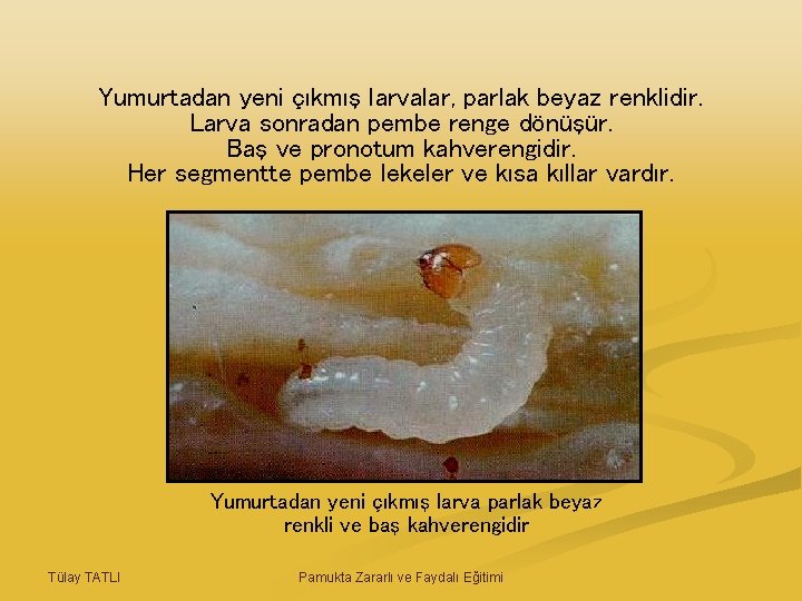 Yumurtadan yeni çıkmış larvalar, parlak beyaz renklidir. Larva sonradan pembe renge dönüşür. Baş ve