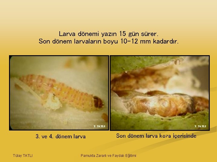 Larva dönemi yazın 15 gün sürer. Son dönem larvaların boyu 10 -12 mm kadardır.