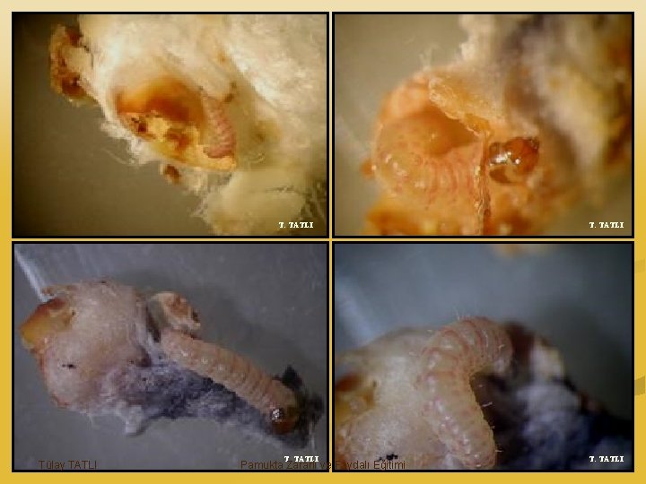 T. TATLI Tülay TATLI T. TATLI Pamukta Zararlı ve Faydalı Eğitimi T. TATLI 