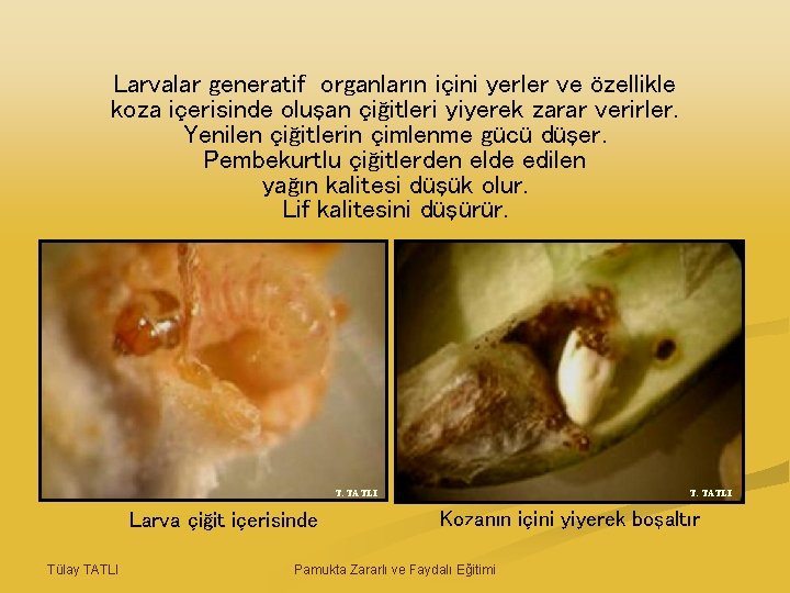Larvalar generatif organların içini yerler ve özellikle koza içerisinde oluşan çiğitleri yiyerek zarar verirler.