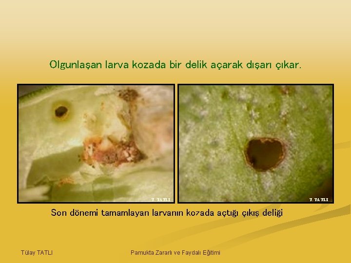 Olgunlaşan larva kozada bir delik açarak dışarı çıkar. T. TATLI Son dönemi tamamlayan larvanın