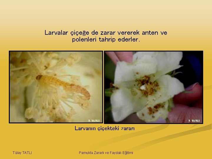 Larvalar çiçeğe de zarar vererek anten ve polenleri tahrip ederler. T. TATLI Larvanın çiçekteki
