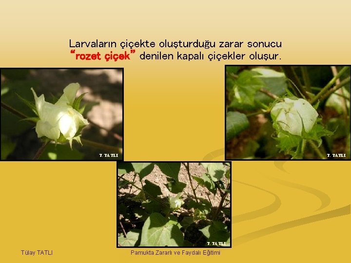 Larvaların çiçekte oluşturduğu zarar sonucu “rozet çiçek” denilen kapalı çiçekler oluşur. T. TATLI Tülay