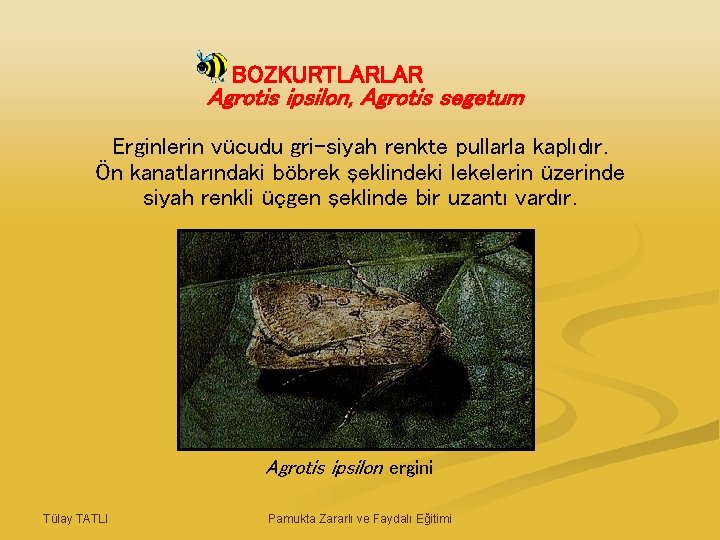 BOZKURTLARLAR Agrotis ipsilon, Agrotis segetum Erginlerin vücudu gri-siyah renkte pullarla kaplıdır. Ön kanatlarındaki böbrek