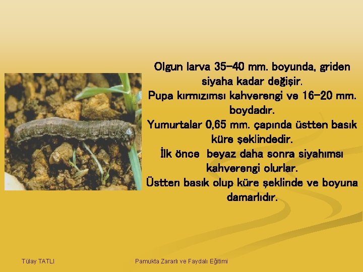 Olgun larva 35 -40 mm. boyunda, griden siyaha kadar değişir. Pupa kırmızımsı kahverengi ve