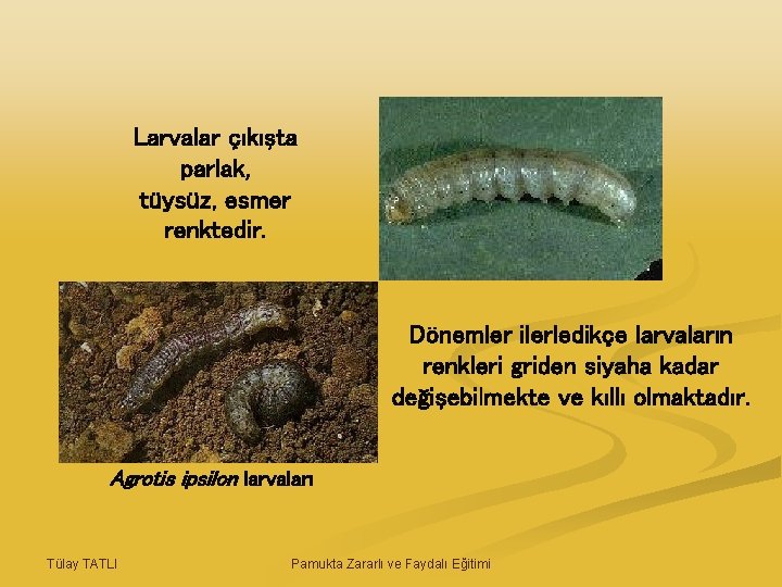 Larvalar çıkışta parlak, tüysüz, esmer renktedir. Dönemler ilerledikçe larvaların renkleri griden siyaha kadar değişebilmekte