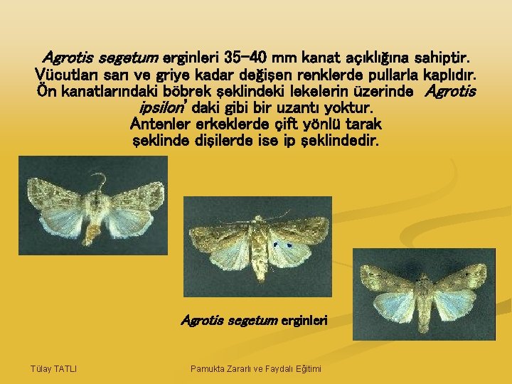 Agrotis segetum erginleri 35 -40 mm kanat açıklığına sahiptir. Vücutları sarı ve griye kadar