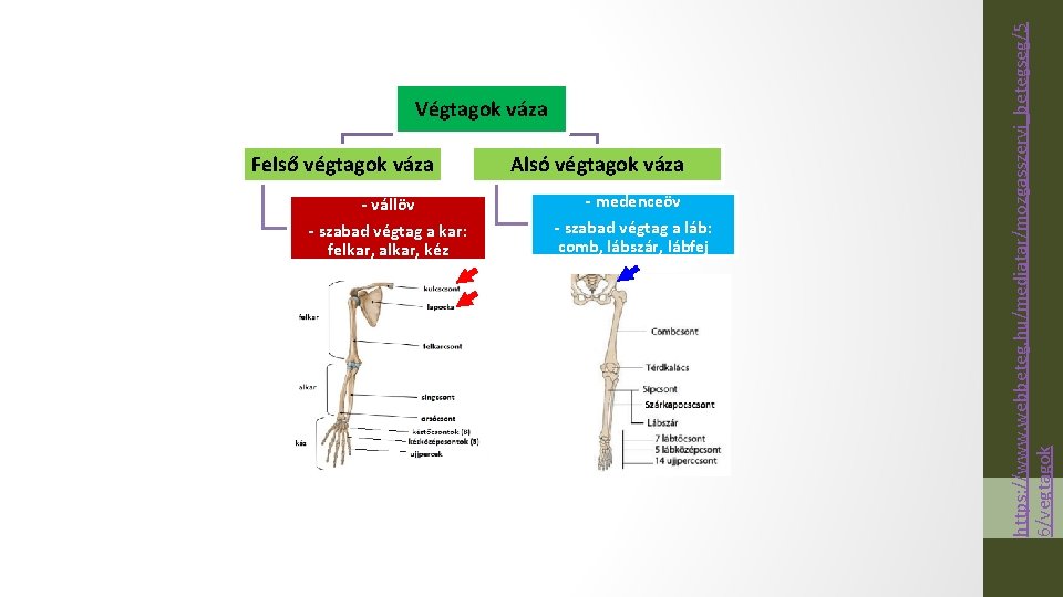 Felső végtagok váza - vállöv - szabad végtag a kar: felkar, alkar, kéz Alsó