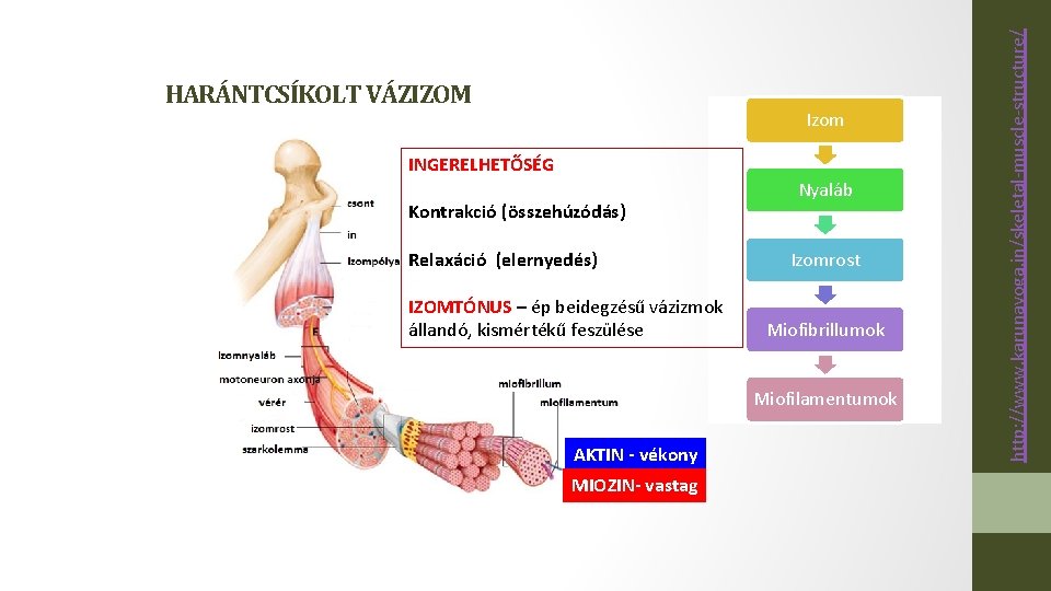 Izom INGERELHETŐSÉG Kontrakció (összehúzódás) Relaxáció (elernyedés) IZOMTÓNUS – ép beidegzésű vázizmok állandó, kismértékű feszülése