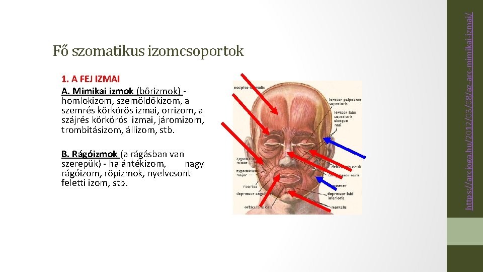 1. A FEJ IZMAI A. Mimikai izmok (bőrizmok) homlokizom, szemöldökizom, a szemrés körkörös izmai,