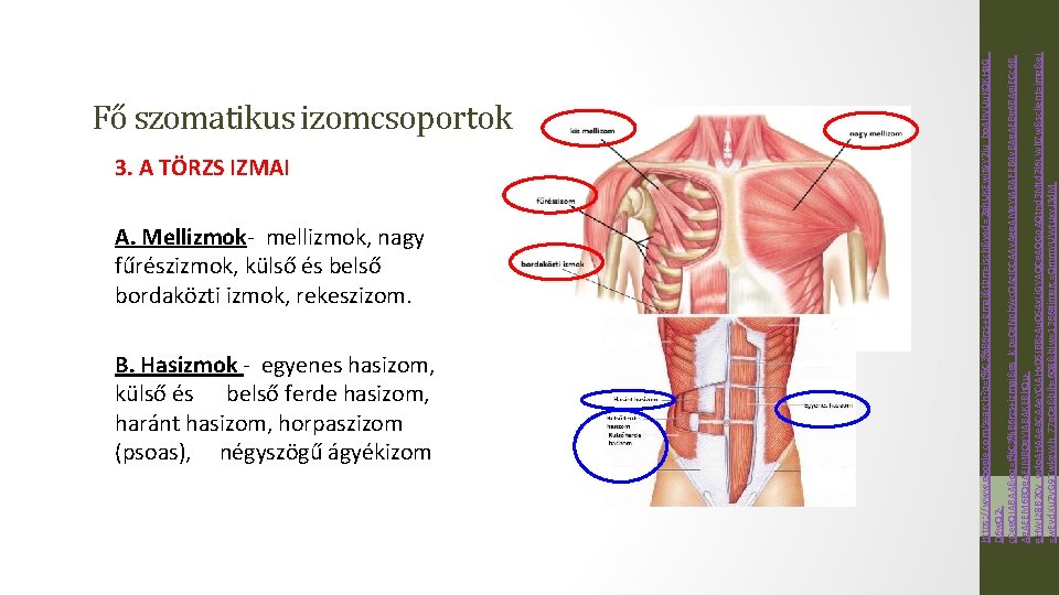 3. A TÖRZS IZMAI A. Mellizmok- mellizmok, nagy fűrészizmok, külső és belső bordaközti izmok,