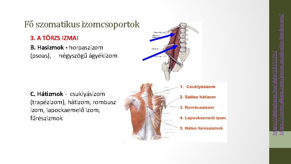 3. A TÖRZS IZMAI B. Hasizmok - horpaszizom (psoas), négyszögű ágyékizom C. Hátizmok -