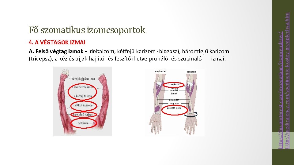 4. A VÉGTAGOK IZMAI A. Felső végtag izmok - deltaizom, kétfejű karizom (bicepsz), háromfejű