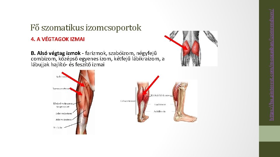 4. A VÉGTAGOK IZMAI B. Alsó végtag izmok - farizmok, szabóizom, négyfejű combizom, középső