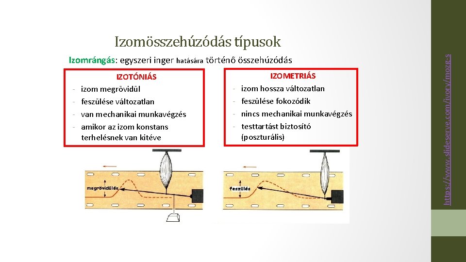 Izomrángás: egyszeri inger hatására történő összehúzódás - IZOTÓNIÁS izom megrövidül feszülése változatlan van mechanikai