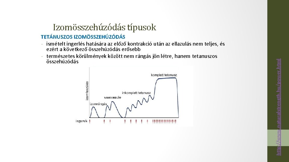 TETÁNUSZOS IZOMÖSSZEHÚZÓDÁS - ismételt ingerlés hatására az előző kontrakció után az ellazulás nem teljes,