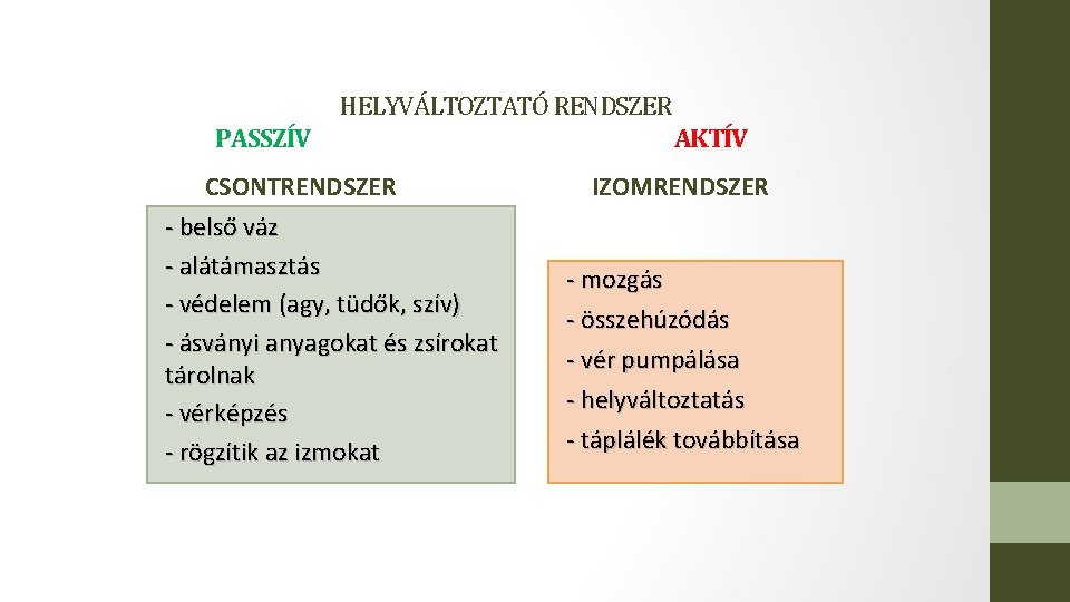 HELYVÁLTOZTATÓ RENDSZER PASSZÍV CSONTRENDSZER - belső váz - alátámasztás - védelem (agy, tüdők, szív)