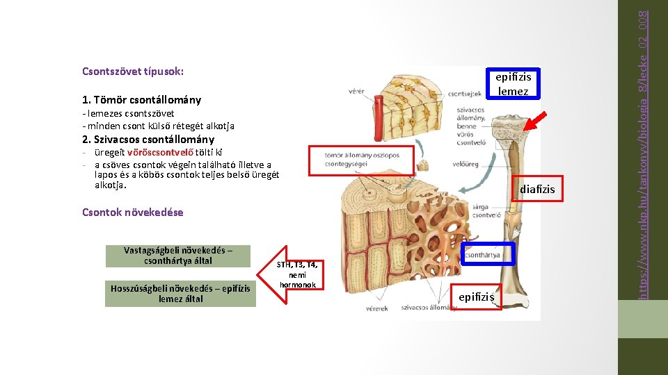 epifízis lemez 1. Tömör csontállomány - lemezes csontszövet - minden csont külső rétegét alkotja