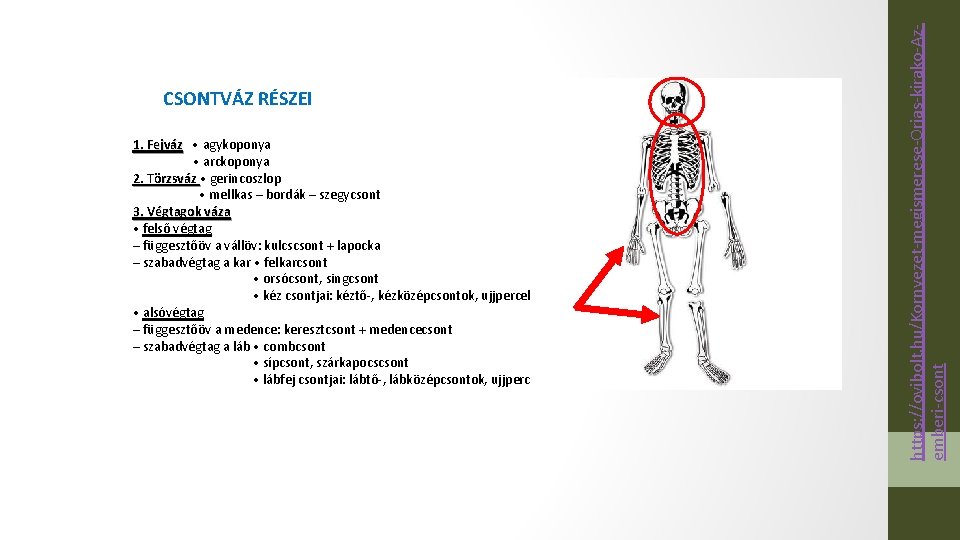 1. Fejváz • agykoponya • arckoponya 2. Törzsváz • gerincoszlop • mellkas – bordák