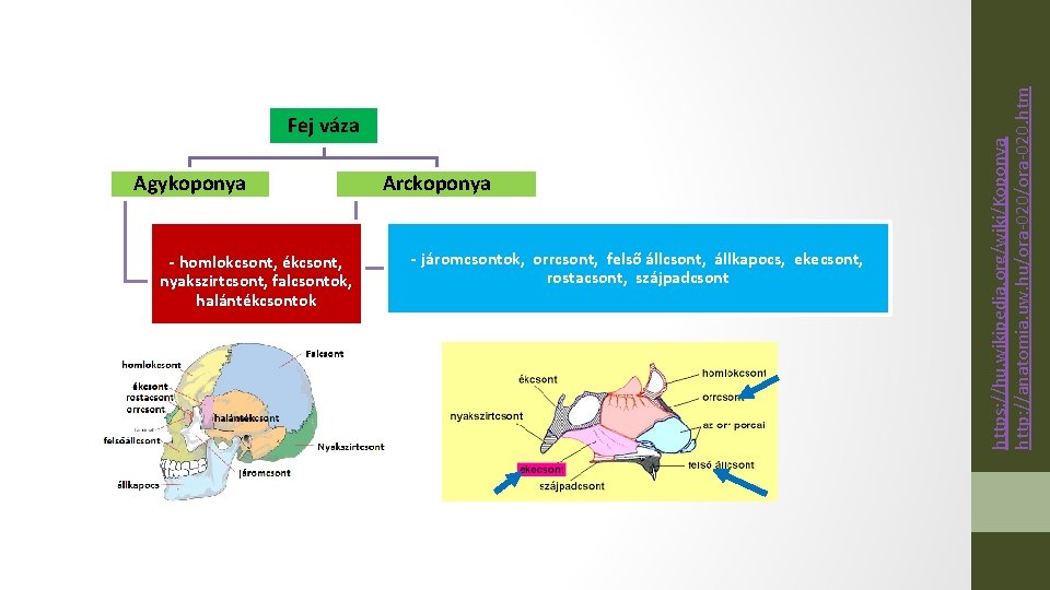 Agykoponya - homlokcsont, ékcsont, nyakszirtcsont, falcsontok, halántékcsontok Arckoponya - járomcsontok, orrcsont, felső állcsont, állkapocs,