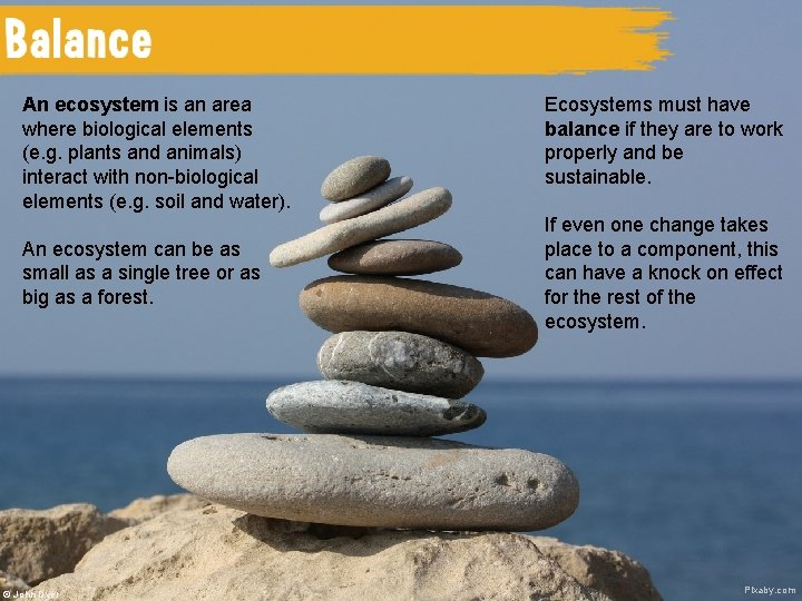 An ecosystem is an area where biological elements (e. g. plants and animals) interact